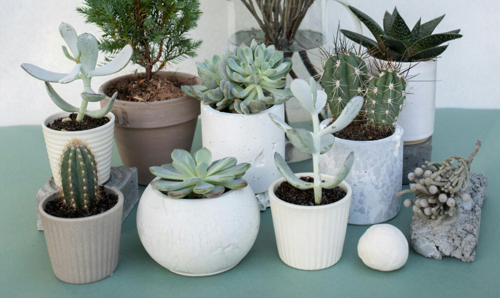 What is the Difference Between a Cactus and Succulent Plant?